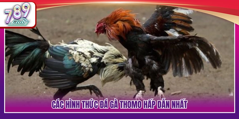 Trực Tiếp Đá Gà Thomo – Không Khí Trường Đá Gà Sôi Động 3 Những mô hình trực tiếp đá gà Thomo